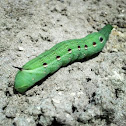 Tersa Sphinx moth caterpillar