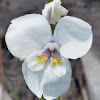 White Flag-iris