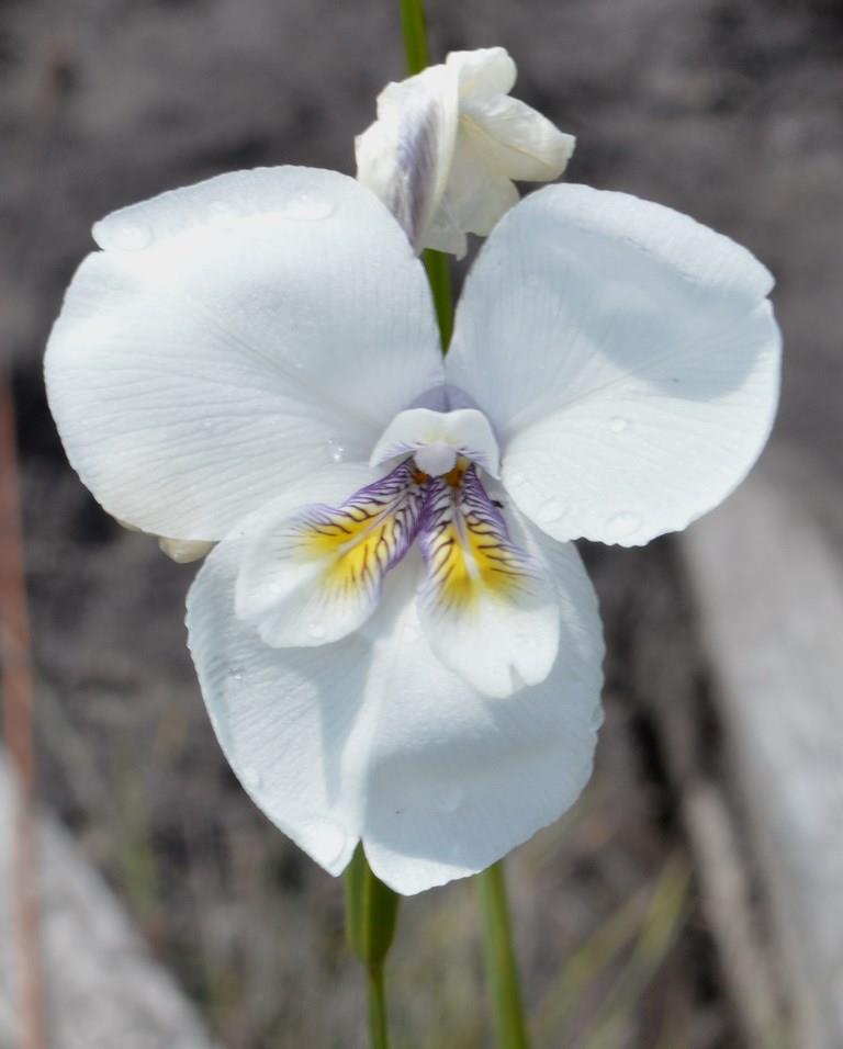 White Flag-iris