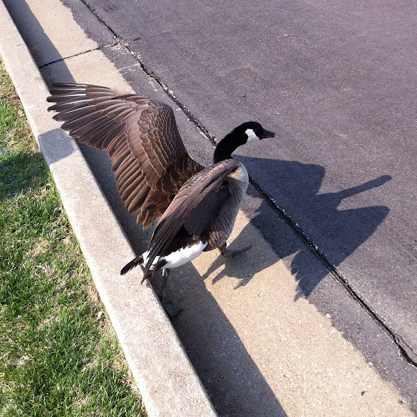 Canada Goose | Project Noah