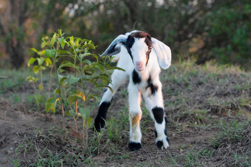 A young, striking-looking goat explores his surroundings in Quill/Boven Park, on the small island of St. Eustatius. 
