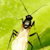 Carpenter ant, male