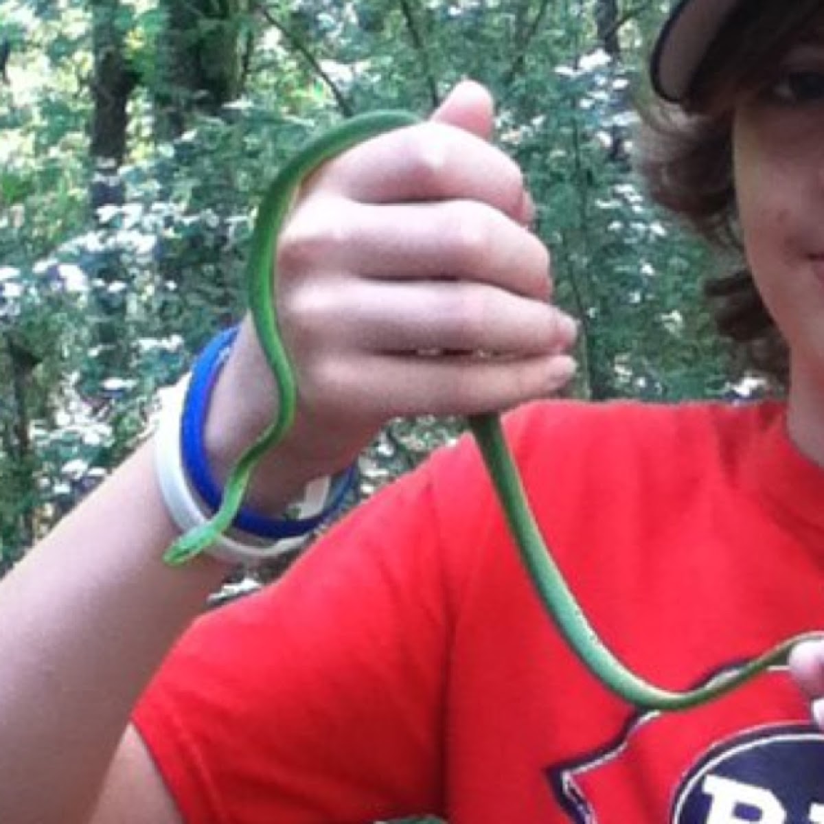 Northern Rough Green Snake