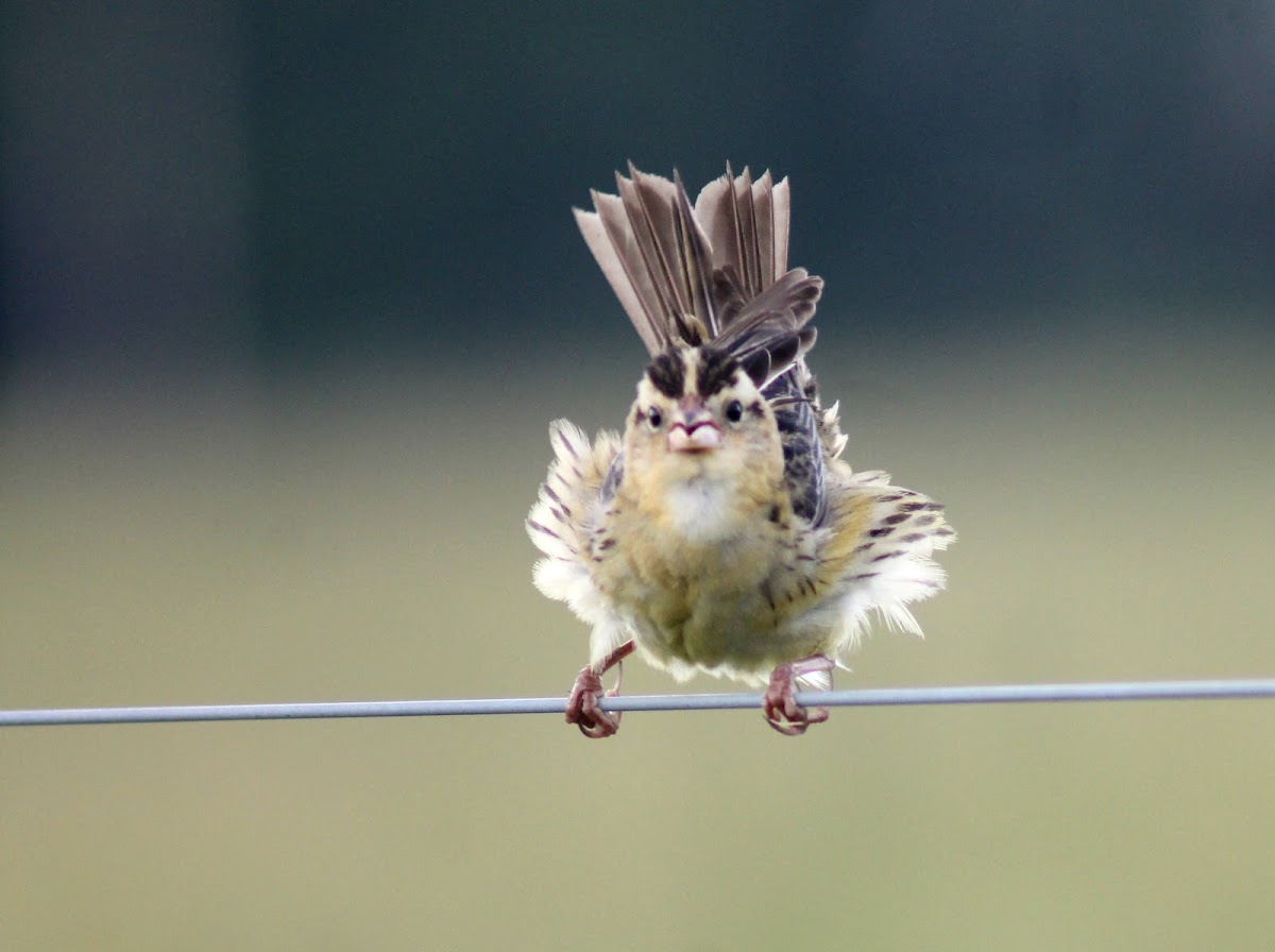 Bobolink (female)