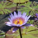 Blue Waterlily