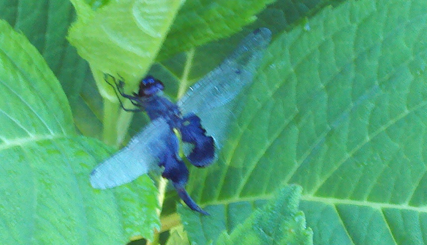 Black Saddlebag Dragonfly