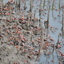 fiddler crab