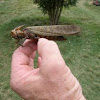 South American Locust