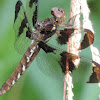 Common Whitetail Dragonfly (female)