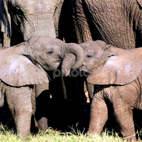 by Linda Jansen van Rensburg. - Animals Other Mammals