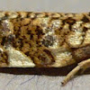 Fruit-tree Leafroller Moth