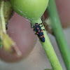 Lady Bird,Lady Bug (larvae)