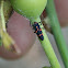 Lady Bird,Lady Bug (larvae)
