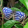 Whitened Bluewing