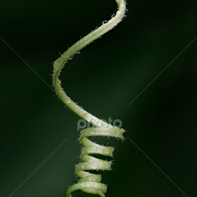 Tendril by Youssef Elboukhari - Nature Up Close Other plants