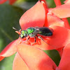 Sweat bee (Halictidae)