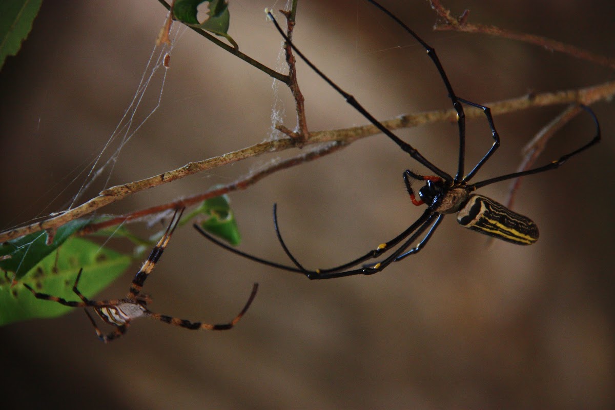 the golden orb weaver (large spider)