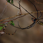 the golden orb weaver (large spider)