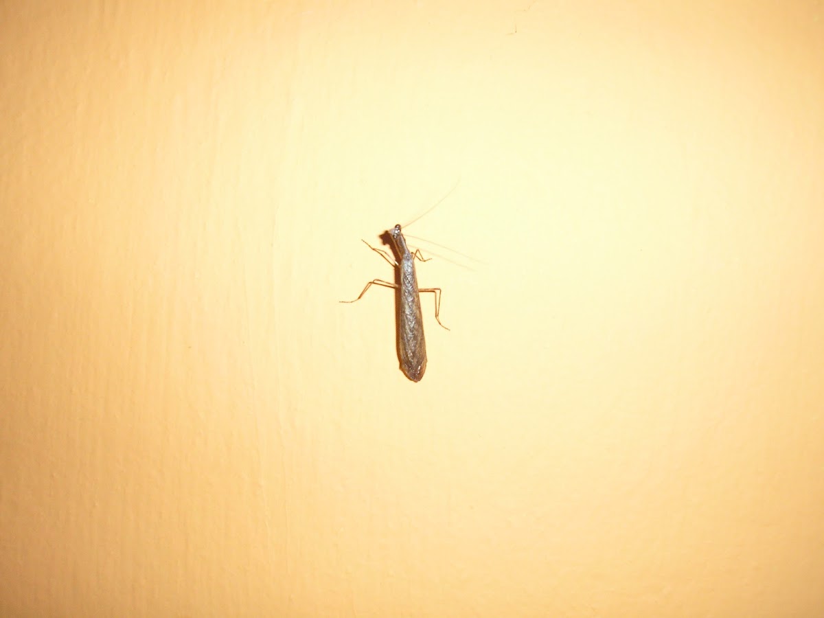 Mantis Nocturna