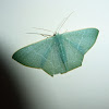 Geometrid moth