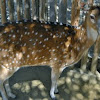 Chital Deer (Spotted Deer)
