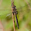 Spiny Baskettail Dragonfly