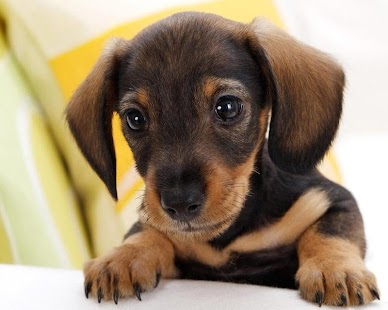 Toy Terrier Wallpapers Screenshots 1