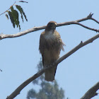 Red-tailed Hawk