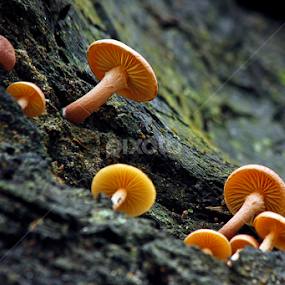 by Ronald Wahyudi - Nature Up Close Mushrooms & Fungi