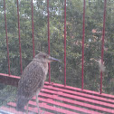 Black-crowned Night heron juvenile