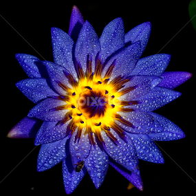 by Kokien Photography - Flowers Single Flower