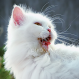 s'WHITE'ey by Wahyu Jr. Abadi -  