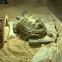 Russian Desert Tortoise
