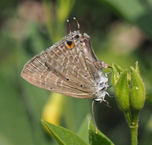 Forget-me-not (female)