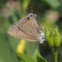 Forget-me-not (female)