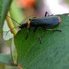 plague soldier beetle