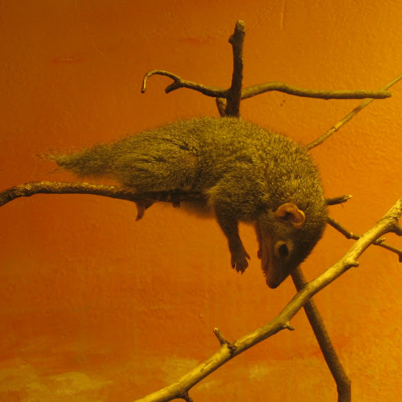 Common Tree Shrew Project Noah