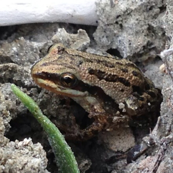 Boreal Chorus Frog Project Noah