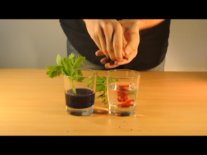 Free Download Small Experiments APK for Android
