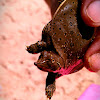 Spiny shoftshell turtle