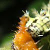 Blomfild's beauty caterpillar