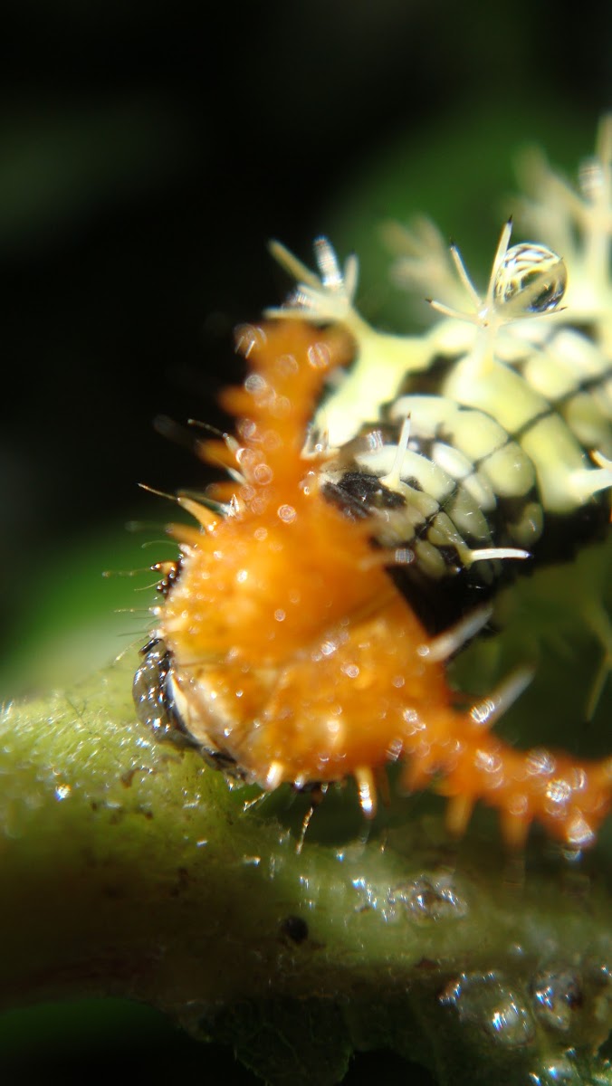 Blomfild's beauty caterpillar