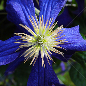 Blue Clemantis  by Lorie  Carpenter  - Flowers Single Flower