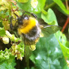 Bumble bee, hommel (dutch)