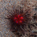 Rainbow fire urchin