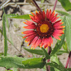 Firewheel or Blanket Flower