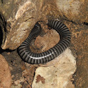 millipede