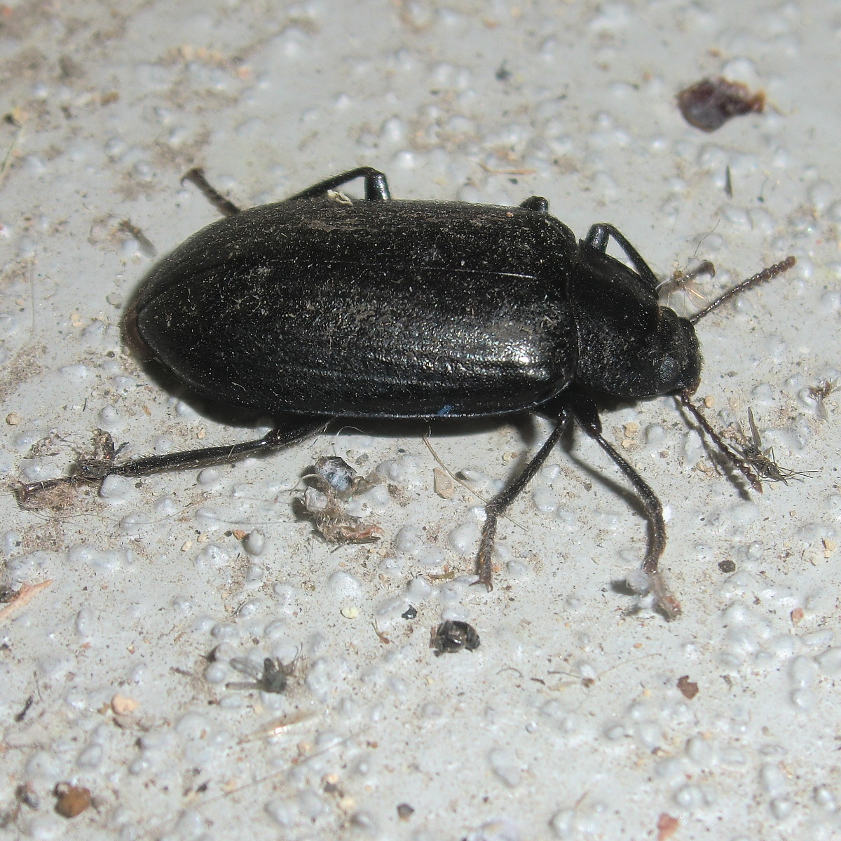 Ground Darkling beetle