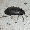 Ground Darkling beetle