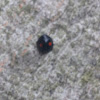 Kuwana's Lady Beetle